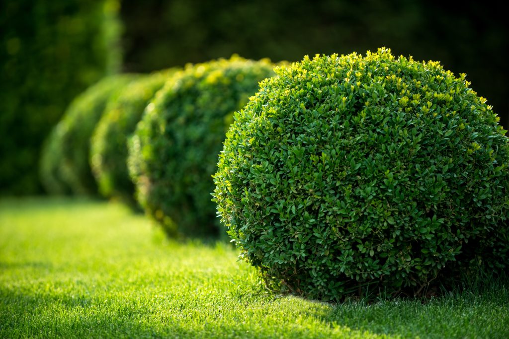 Buchsbaum: Der Klassiker für jeden Garten